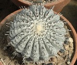 Copiapoa cinerea